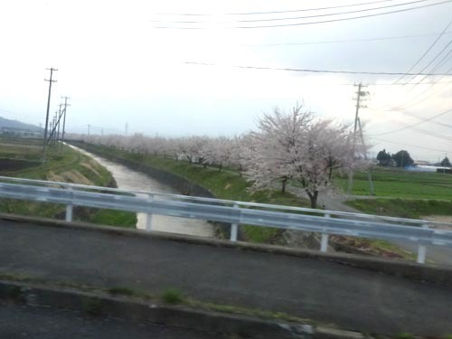 ３２桜