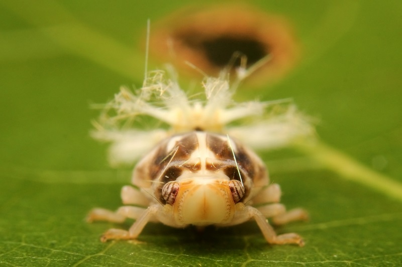 ベッコウハゴロモ幼虫s