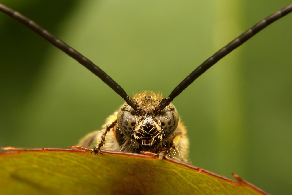 ヒメハラナガバチ2s