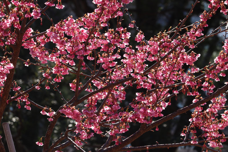 土肥桜(逆光)駿府城公園 220223b