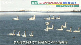 琵琶湖に飛来したコハクチョウの群れ