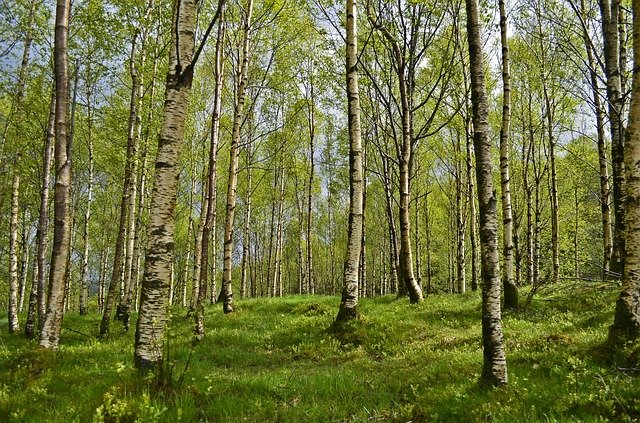 birch-trees-2127012_640.jpg