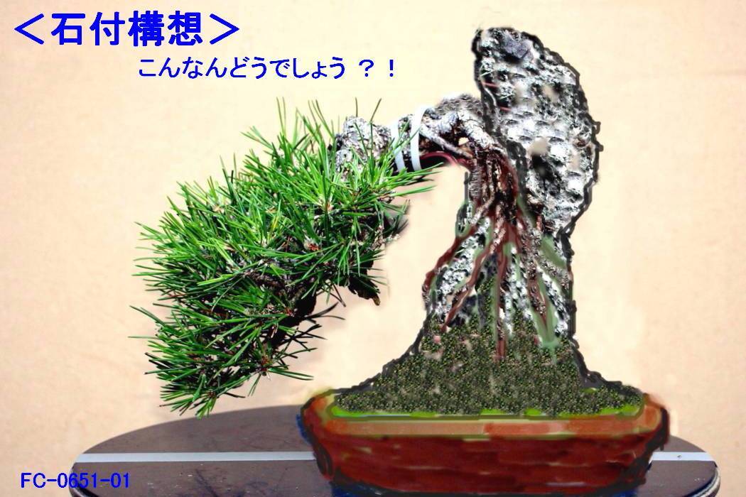 黒松」(No.037) こんなんどうですか！ | 「鶴見陶苑」の盆栽日記