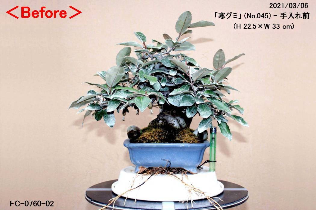 小品の太幹「寒グミ」-葉刈り・剪定 | 「鶴見陶苑」の盆栽日記 小品の太幹「寒グミ」-葉刈り・剪定 | 「鶴見陶苑」の盆栽日記