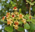 Limonia-acidissima (2)