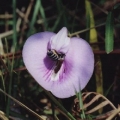 Centrosema virginianum2