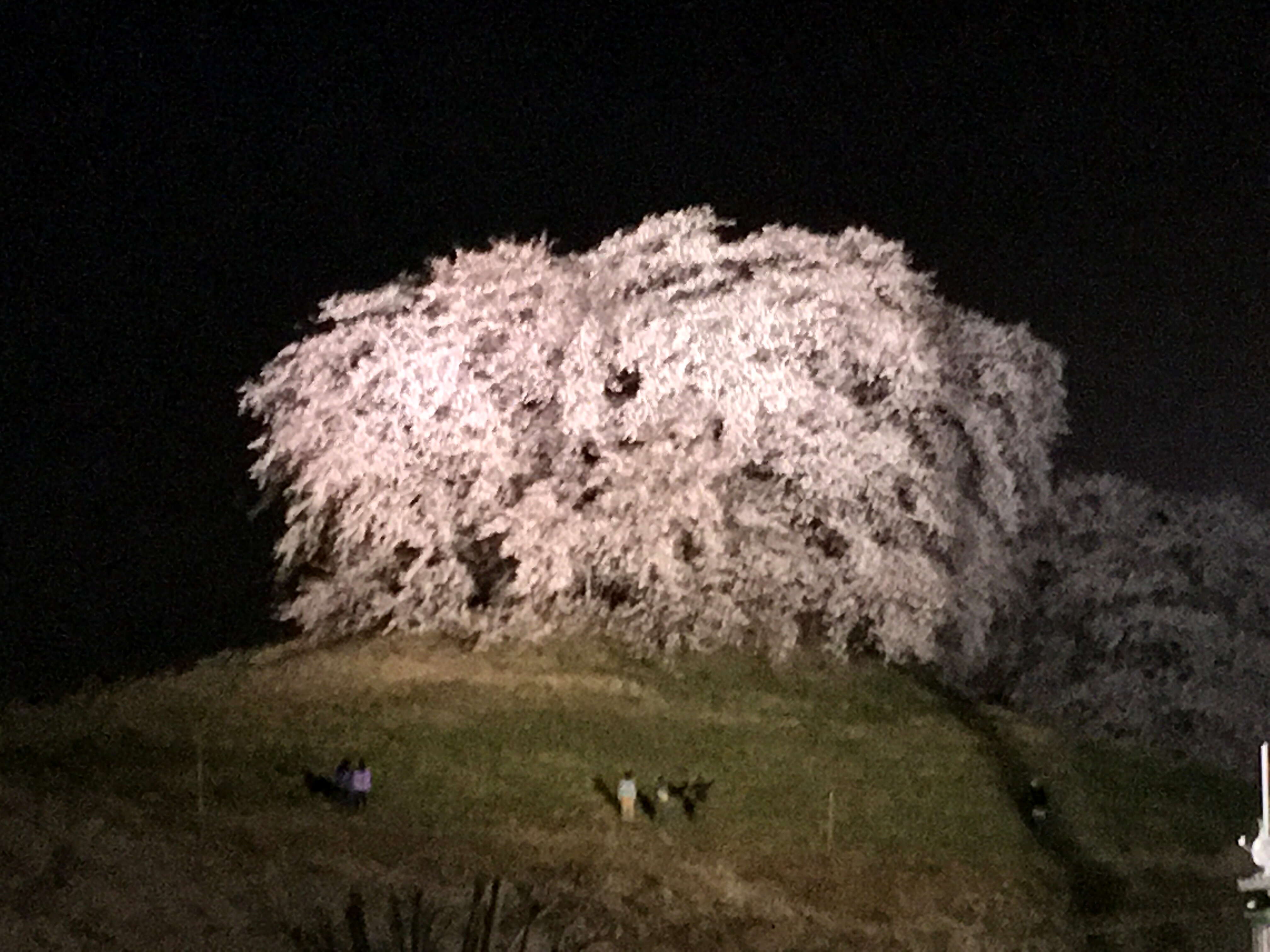 白石稲荷山古墳夜桜写真①2021年3月29日