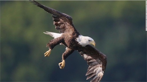 aaaabald-eagle-flying01-super-169.jpg
