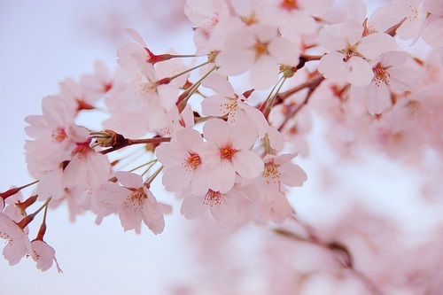 【日本とパラオの物語】ペリリュー島の桜花