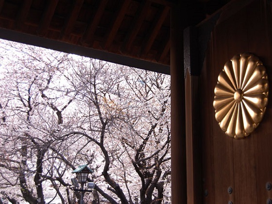 靖国神社の桜花