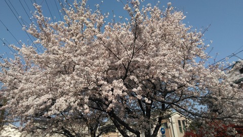 桜　2021.03.31