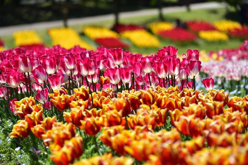 若葉の候 チューリップフェア 奈良県 河合町 馬見丘陵公園 後編の巻 今日見た花の色を 花撮り散歩写真