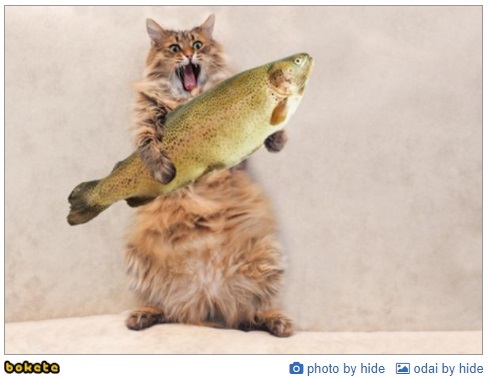 魚を人質にする猫 ガゾッター 人気 面白 殿堂入り画像でボケてまとめ