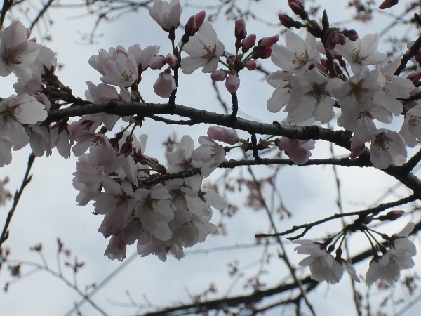 桜見物2