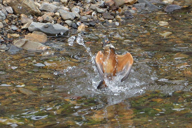 カワセミ幼鳥 ダイビング