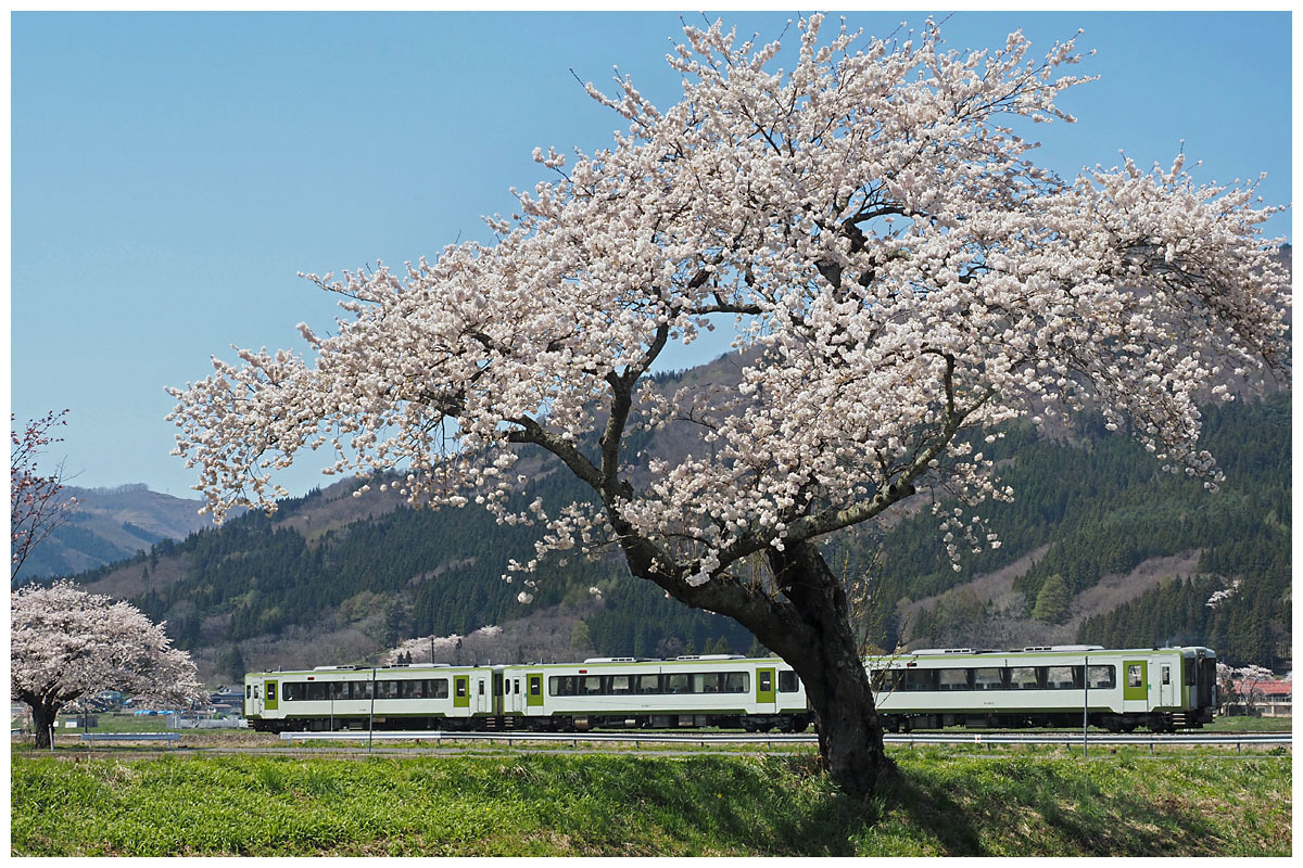 釜石線のオラが春 ♪ (桜と菜の花と) 〜2021.4.21〜 | 楓村通信 2 釜石線のオラが春 ♪ (桜と菜の花と) 〜2021.4.21〜 | 楓村通信 2
