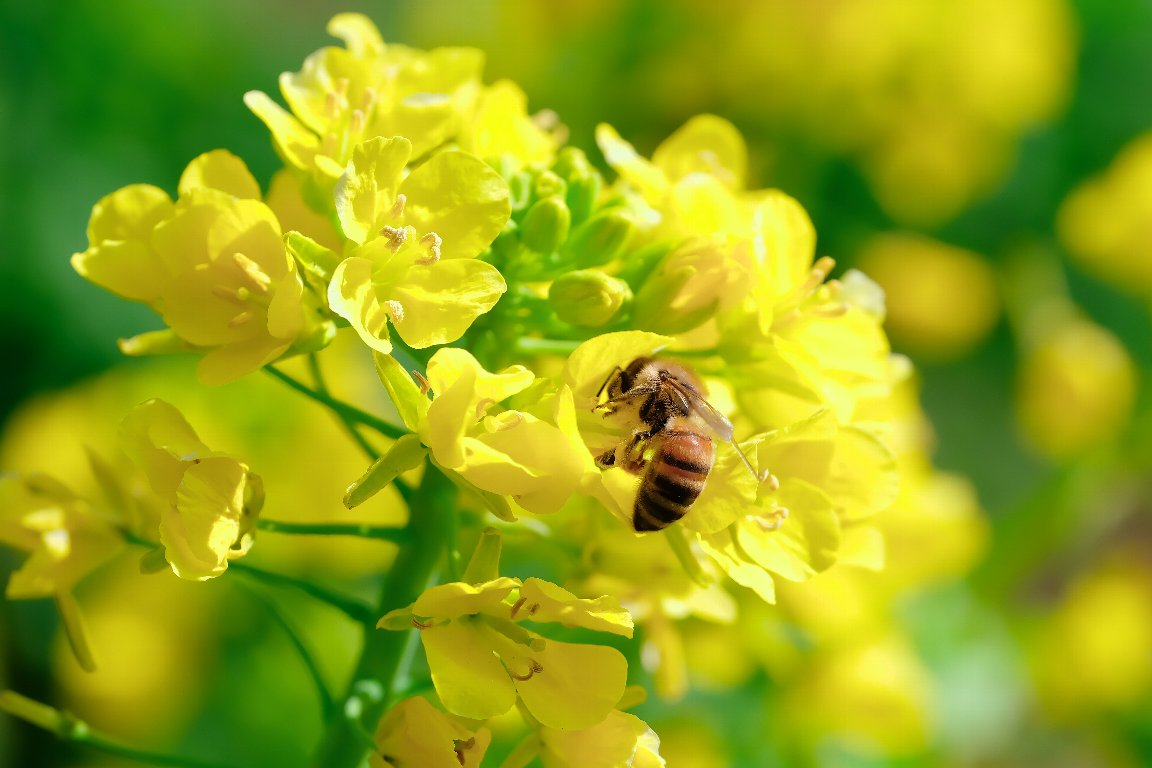 2021.03.04　追分市民の森　菜の花にミツバチ