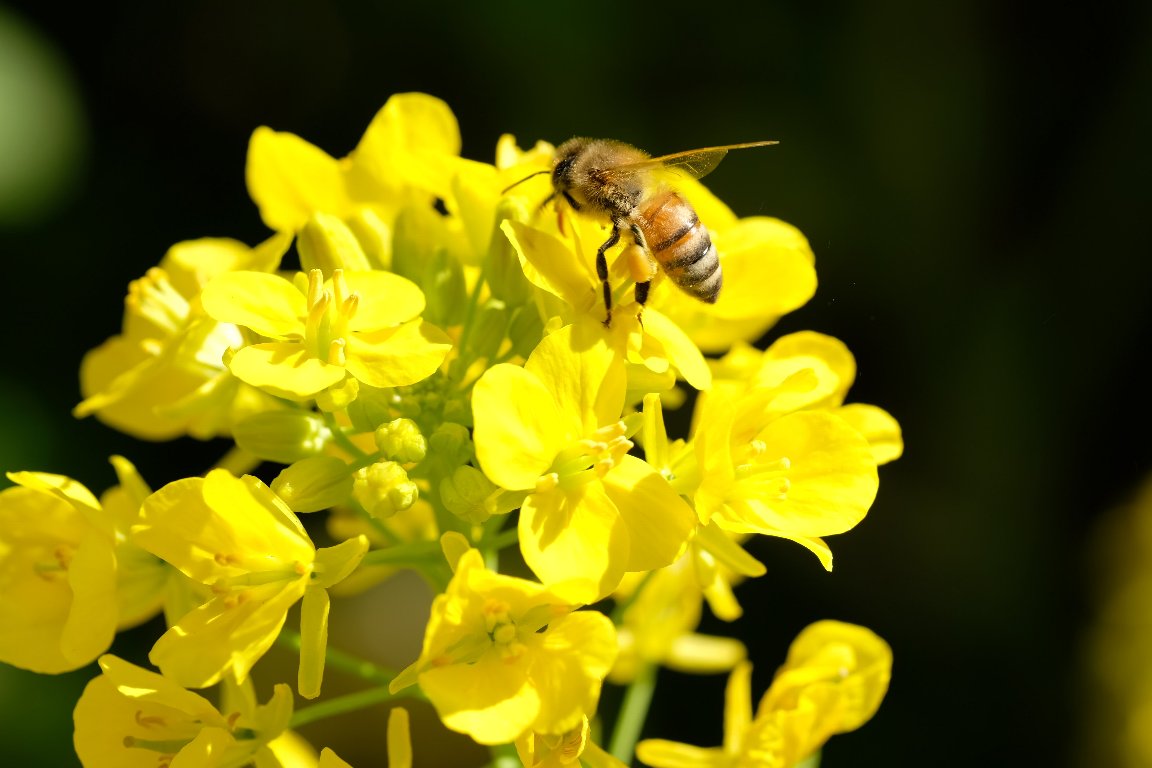 2021.03.15　追分市民の森　菜の花にミツバチ