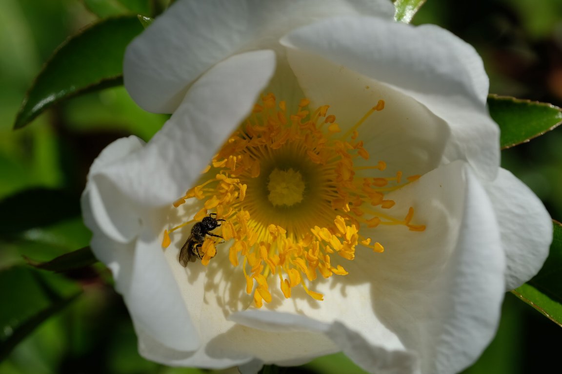 2021.04.23　瀬谷市民の森　薔薇に小さな黒い蜂