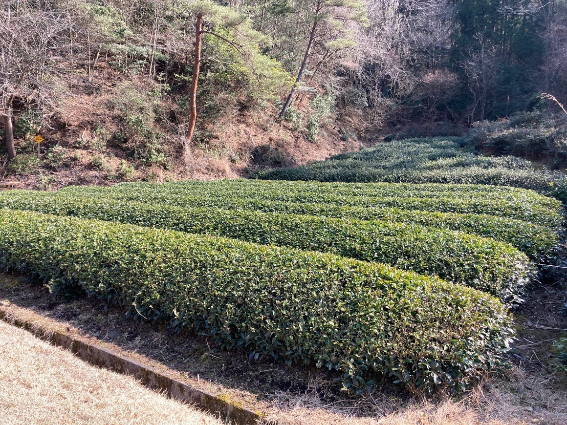 2021HG211/茶畑２