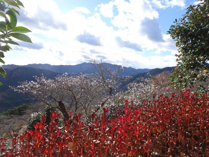 ドウダンツツジ、冬桜と城峰山