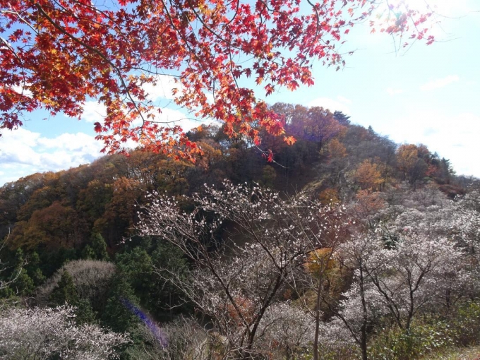 紅葉、冬桜と桜山