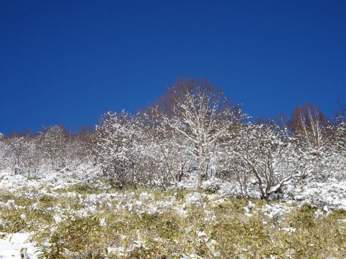 着雪の木々と青空