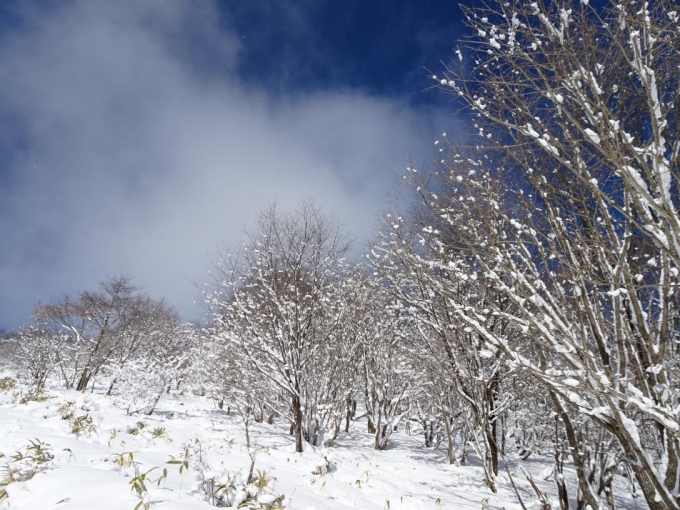 着雪の木々と青空、風強し