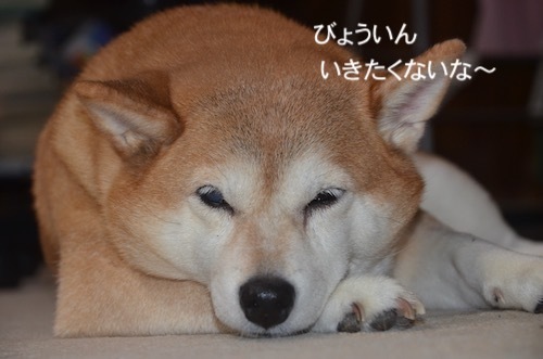今朝のゆず 1/7