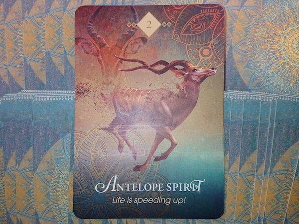 人生は加速しています！【Antelope Spirit】 | watashi diary