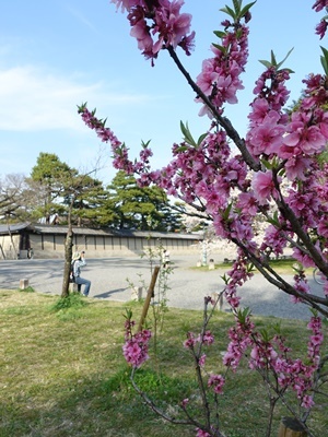 京都御苑の桃の木2103