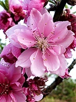 京都御苑の桃の花2103