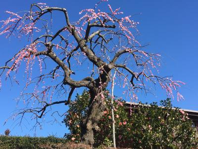 芸術的な梅の枝