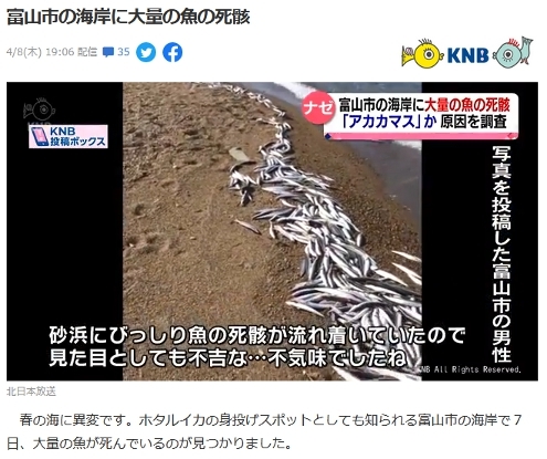 富山　魚大量死