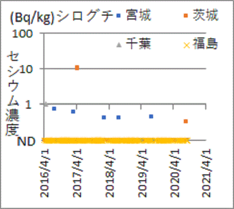隣県ではみつかっても福島県産からは見つからないシログチのセシウム