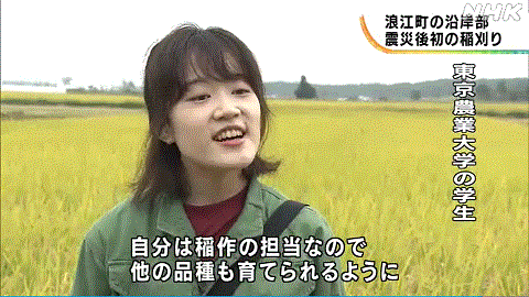 福島の稲刈りを喧伝するNHK