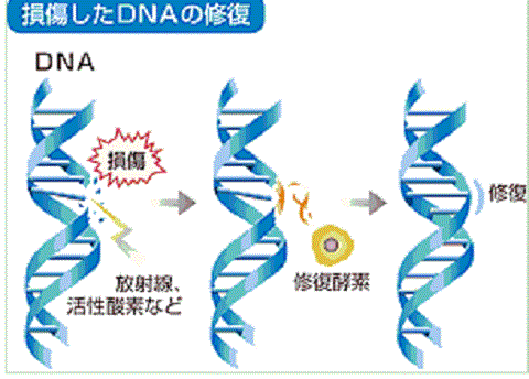 DNAの２本切れた場合を扱わない福島県の地方紙・福島民友