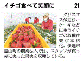 伊達市産イチゴの収穫開始を報じる福島県の地方紙・福島民友