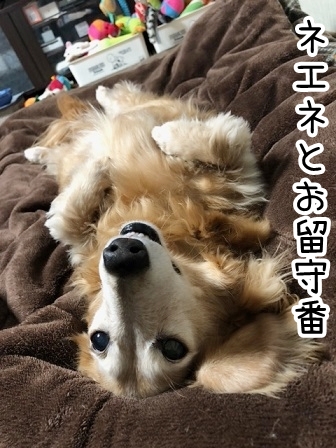 kinako22457.jpeg