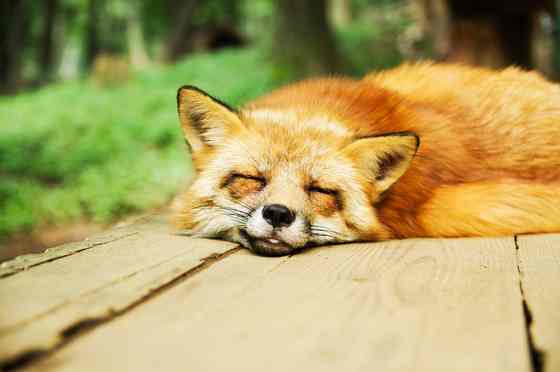 fox_tired