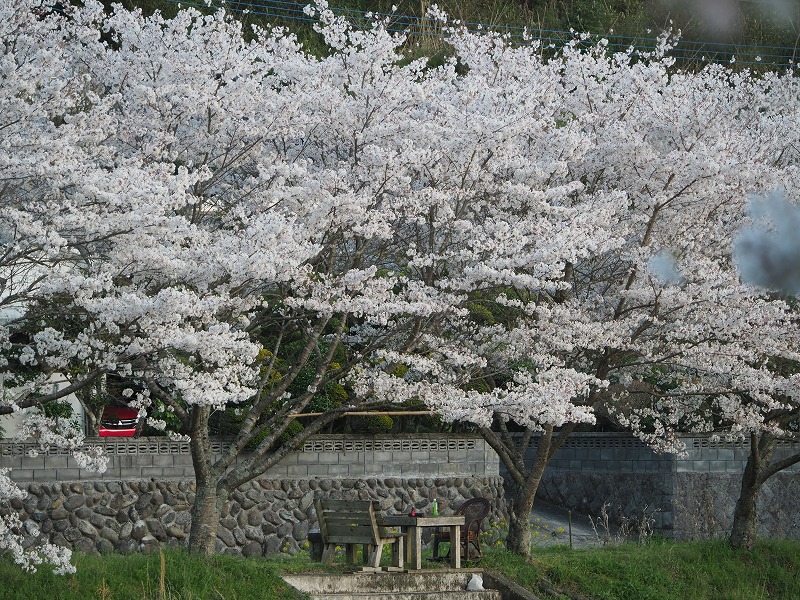 210326故郷桜 (14)