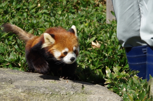#レッサーパンダ #redpanda #福岡市動植物園 ハルマキちゃん