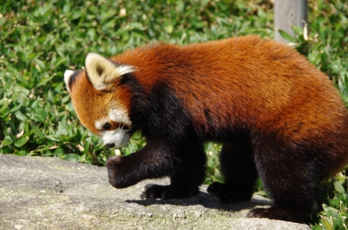#レッサーパンダ #redpanda #福岡市動植物園 ハルマキちゃん