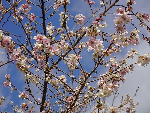 小原　四季桜まつり