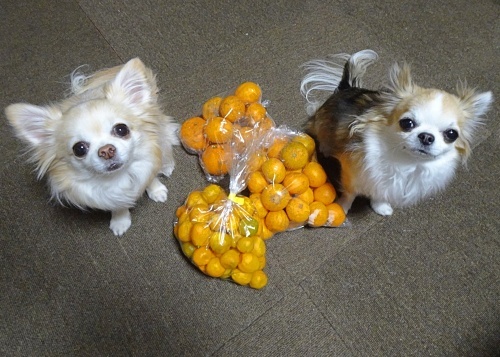 柚子　杏子