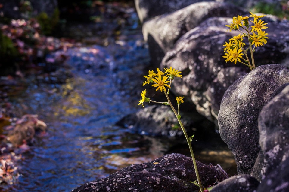 水辺にさく黄色い花