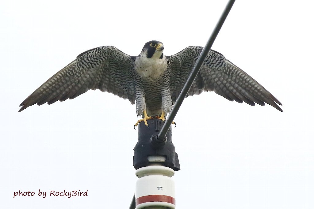 Rockyの鳥撮り日記 翼を広げる ハヤブサ