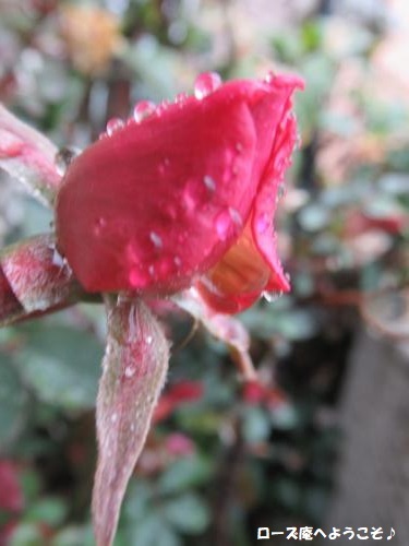 くれ ない の 二 尺 伸び たる 薔薇 の 芽 の 針 やわらか に 春雨 の ふる 意味