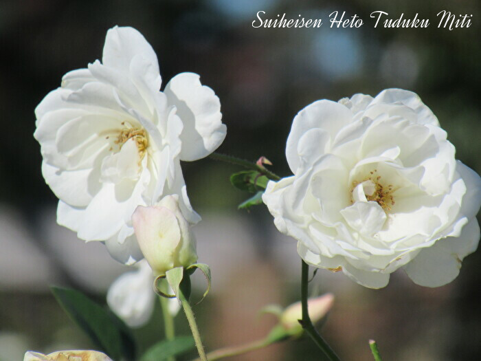 白い薔薇と面白い花 季節の植物７