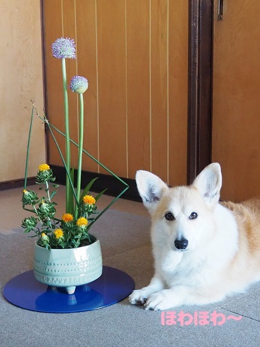 12ほわほわ